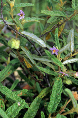 APII jpeg image of Seringia collina  © contact APII