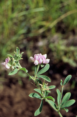 APII jpeg image of Lotus australis  © contact APII