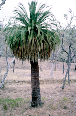 APII jpeg image of Macrozamia moorei  © contact APII