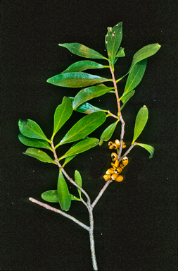 APII jpeg image of Denhamia disperma  © contact APII