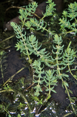 APII jpeg image of Myriophyllum verrucosum  © contact APII