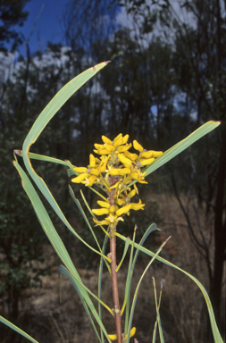 APII jpeg image of Persoonia falcata  © contact APII