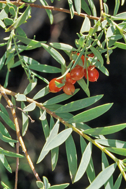 APII jpeg image of Pimelea neoanglica  © contact APII