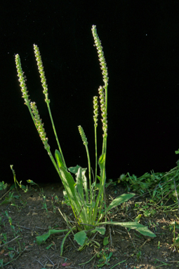 APII jpeg image of Plantago cunninghamii  © contact APII