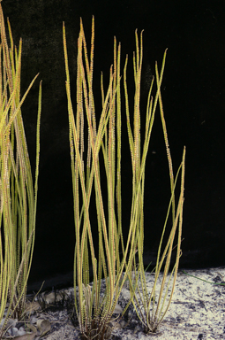 APII jpeg image of Platyzoma microphyllum  © contact APII