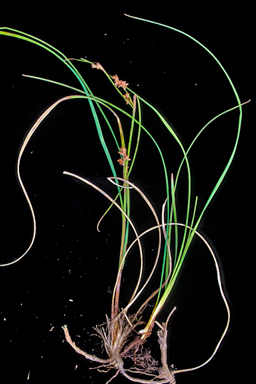 APII jpeg image of Scleria sphacelata  © contact APII