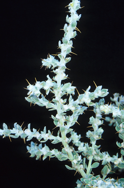 APII jpeg image of Sclerolaena lanicuspis  © contact APII