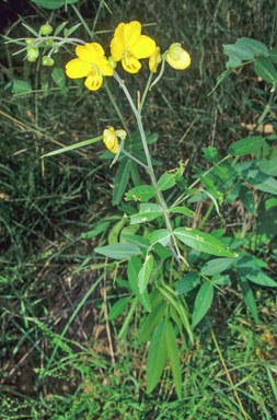 APII jpeg image of Senna barclayana  © contact APII