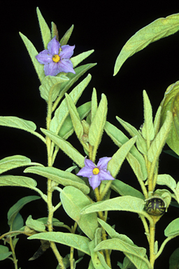 APII jpeg image of Solanum cocosoides  © contact APII
