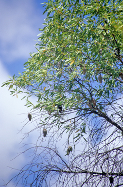 APII jpeg image of Xylomelum cunninghamianum  © contact APII