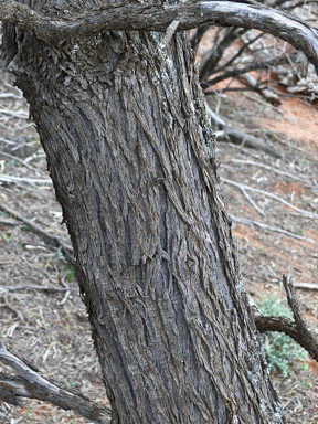 APII jpeg image of Acacia aneura var. aneura  © contact APII
