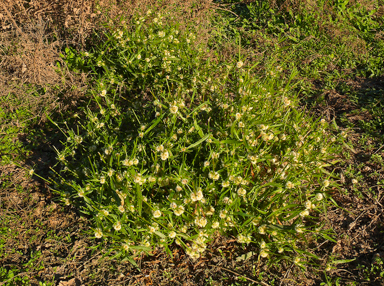 APII jpeg image of Alternanthera nodiflora  © contact APII