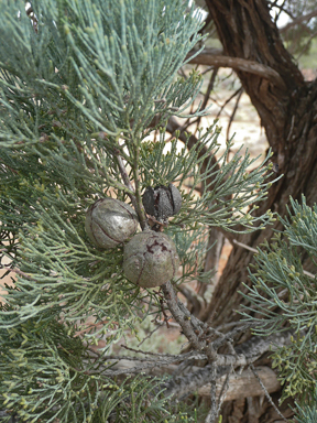 APII jpeg image of Callitris glaucophylla  © contact APII