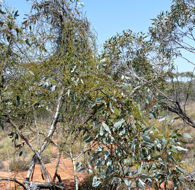 APII jpeg image of Cassytha melantha  © contact APII