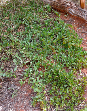 APII jpeg image of Eremophila biserrata  © contact APII