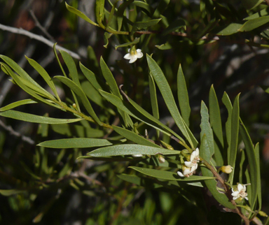 APII jpeg image of Eremophila deserti  © contact APII