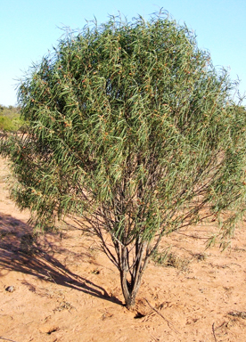 APII jpeg image of Eremophila longifolia  © contact APII