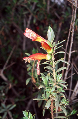 APII jpeg image of Eremophila maculata subsp. maculata  © contact APII
