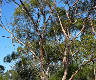 APII jpeg image of Eucalyptus oleosa subsp. oleosa  © contact APII