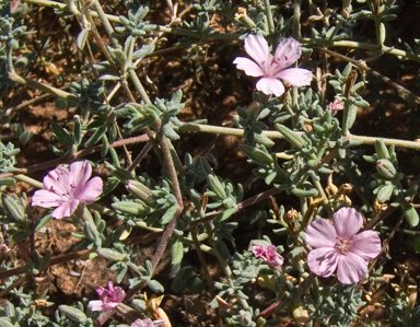 APII jpeg image of Frankenia serpyllifolia  © contact APII