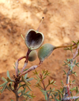 APII jpeg image of Grevillea huegelii  © contact APII