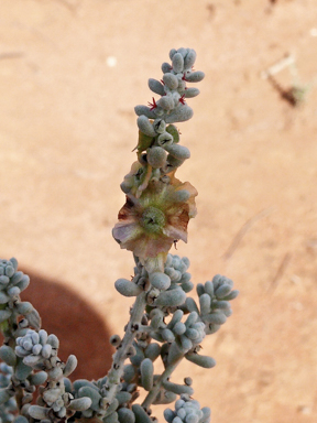 APII jpeg image of Maireana astrotricha  © contact APII