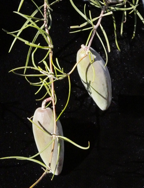 APII jpeg image of Leichhardtia australis  © contact APII