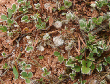 APII jpeg image of Marsilea hirsuta  © contact APII