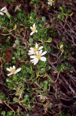 APII jpeg image of Olearia muelleri  © contact APII