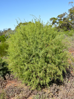 APII jpeg image of Pimelea microcephala subsp. microcephala  © contact APII