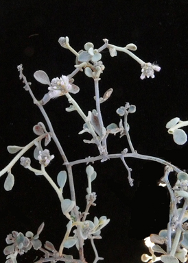 APII jpeg image of Ptilotus obovatus  © contact APII