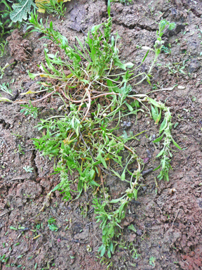 APII jpeg image of Scleroblitum atriplicinum  © contact APII