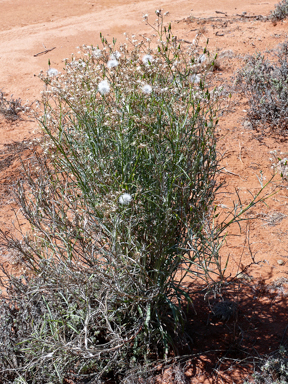 APII jpeg image of Senecio quadridentatus  © contact APII