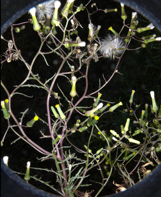 APII jpeg image of Senecio runcinifolius  © contact APII