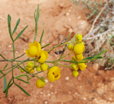 APII jpeg image of Senna artemisioides subsp. zygophylla  © contact APII