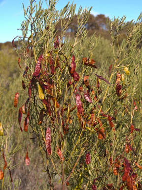 APII jpeg image of Senna artemisioides subsp. zygophylla  © contact APII