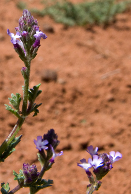 APII jpeg image of Verbena supina  © contact APII