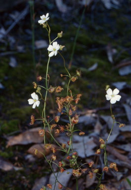 APII jpeg image of Drosera peltata  © contact APII