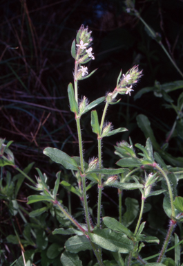 APII jpeg image of Silene gallica var. gallica  © contact APII