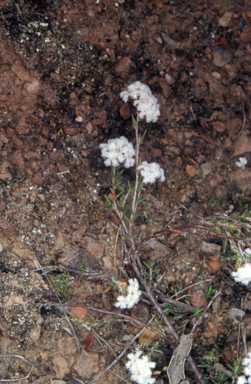 APII jpeg image of Leucopogon microphyllus var. pilibundus  © contact APII