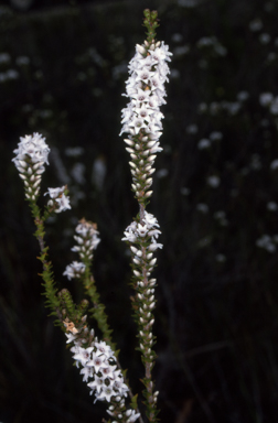 APII jpeg image of Epacris microphylla  © contact APII