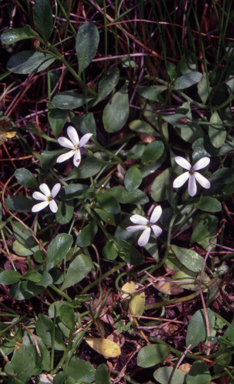 APII jpeg image of Lobelia surrepens  © contact APII