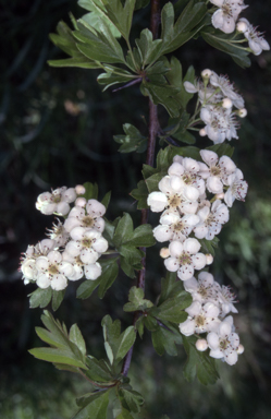 APII jpeg image of Crataegus monogyna  © contact APII