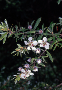 APII jpeg image of Leptospermum grandifolium  © contact APII