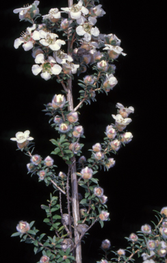APII jpeg image of Leptospermum lanigerum  © contact APII