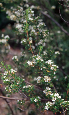 APII jpeg image of Baeckea gunniana  © contact APII