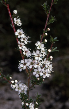APII jpeg image of Kunzea ericoides  © contact APII