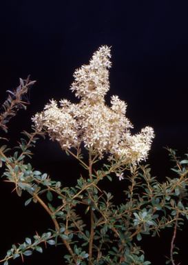 APII jpeg image of Bursaria spinosa subsp. lasiophylla  © contact APII