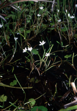 APII jpeg image of Montia australasica  © contact APII