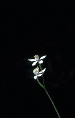 APII jpeg image of Caladenia gracilis  © contact APII